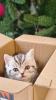 BKH Britisch Kurzhaar Kitten silber tabby Whiskas mit Stammbaum