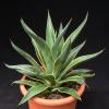 Agave winterhart,  Yucca winterhart,  Palme winterhart