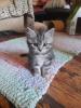 zauberhafter kleiner BKH Kater mit Ahnentafel,  geimpft,  entwurmt,  gechipt,  kastr