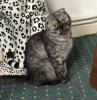 Scottish Fold Dame Betty 17.8.22 geb.