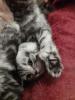 zauberhafter kleiner BKH Kater mit Ahnentafel,  geimpft,  entwurmt,  gechipt,  kastr