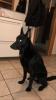 Männlicher belgischer Schäferhund zum decken
