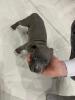 Amstaff Welpe 10 Wochen Jung Weibchen 