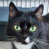 LINA - weiblich  9 Jahre  europäische Kurzhaarkatze  Gechipt  Kastriert