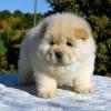 Reinrassige Chow-Chow Welpen mit blauer Zunge Geimpft & Gechipt