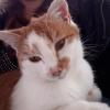 Claudio,  Lucia & Wesley - Trio sucht dringend ein Zuhause! (aus dem Tierschutz)