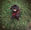Suche einen kleinen Hund