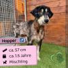 Hopper (m),  Mischling,  1, 5 Jahre,  57 cm,  Slowakei