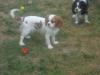 wunderschönes Cavalier-King-Charles-Spaniel-Mädchen,  3 Jahre,  Farbe: blenheim 
