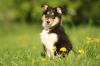 Colliewelpe,  14 Wochen alt