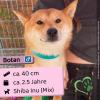 Botan (m),  2, 5 Jahre,  40cm,  Slowakei (NB)