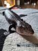 Blauzungenskink mit komplettem Terrarium
