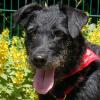 FELICITI - weiblich  1 Jahr  45 cm  14 kg  Schnauzer-Mix  Gechipt  Kastriert