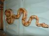 1.0 bO c.Imperator salmon pos super 66% 2016