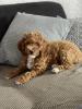 Lagotto-Zwergpudel