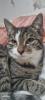 Junger Kater abzugeben