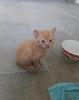 Katzen Kitten suchen neues Zuhause