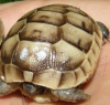 Schildkröte,  Maurische Landschildkröte,  Testudo graeca ibera