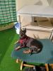Zwergpinscher 