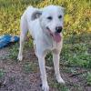 Aramis /  Status: sucht ein Zuhause