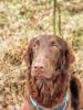Wurfplanung Flat Coated Retriever im Herbst 2023