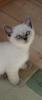 BKH- Kitten lilac-point abgabebereit