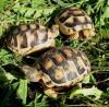 Breitrandschildkröten,  Testudo marginata,  eigene Nachzucht 2022.