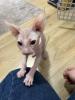Sphynx Kitten 12 Wochen Weiblich 