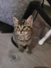 BKH Mix Kitten suchen neuen Kuschel Partner