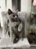 BKH Kitten grau ab dem 18.11 abgabebereit