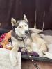 Yistin,  5 Jahre,  bezaubernde Huskyhündin,  sehr freundlich zu Menschen