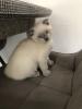 BKH/  Scottish fold 
