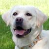 JUNA - weiblich  1 Jahr  54 cm  26 kg  Labrador Retriever reinrassig  Gechipt