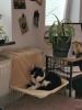 Allergienotfall! Verschmuste,  freundliche Katze