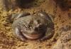 Bufo Alvarius abzugeben