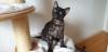 Seltener silver smoke Bengal Kater Abholbereit