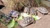 Testudo Marginata NZ 2014