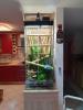 Phelsuma Klemmeri Taggeck mit Terrarium und Technik