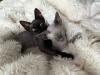 Zwei wunderschöne Devon Rex Brüder mit Stammbaum