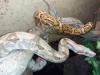 1, 1 Hog Island Boas,  Boa constrictor imperator 