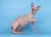 Reinrassige Sphynx Katze (Stammbaum)
