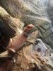 Junge Bartagame mit rotem Muster abzugeben