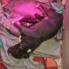 Verkaufen wundervolle  XL american bully Welpen 