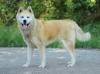 Toya - Akita Inu Mix - lieb,  verträglich