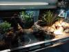 Leopardgeckos inklusive Terrarium und Zubehör
