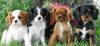 Reinrassige Cavalier King Charles Welpen