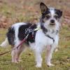 PANDASCH -  männlich  5 Jahre  27 cm  5 kg  Yorki-Mix  Gechipt  Kastriert
