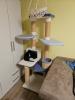 Bkh kitten suchen neues zuhause