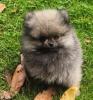 Pomeranian /  Zwergspitz Welpen mit Stammbaum suchen ein neues Liebevolles zuhaus