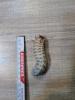 Mecynorrhina polyphemus confluens Larven